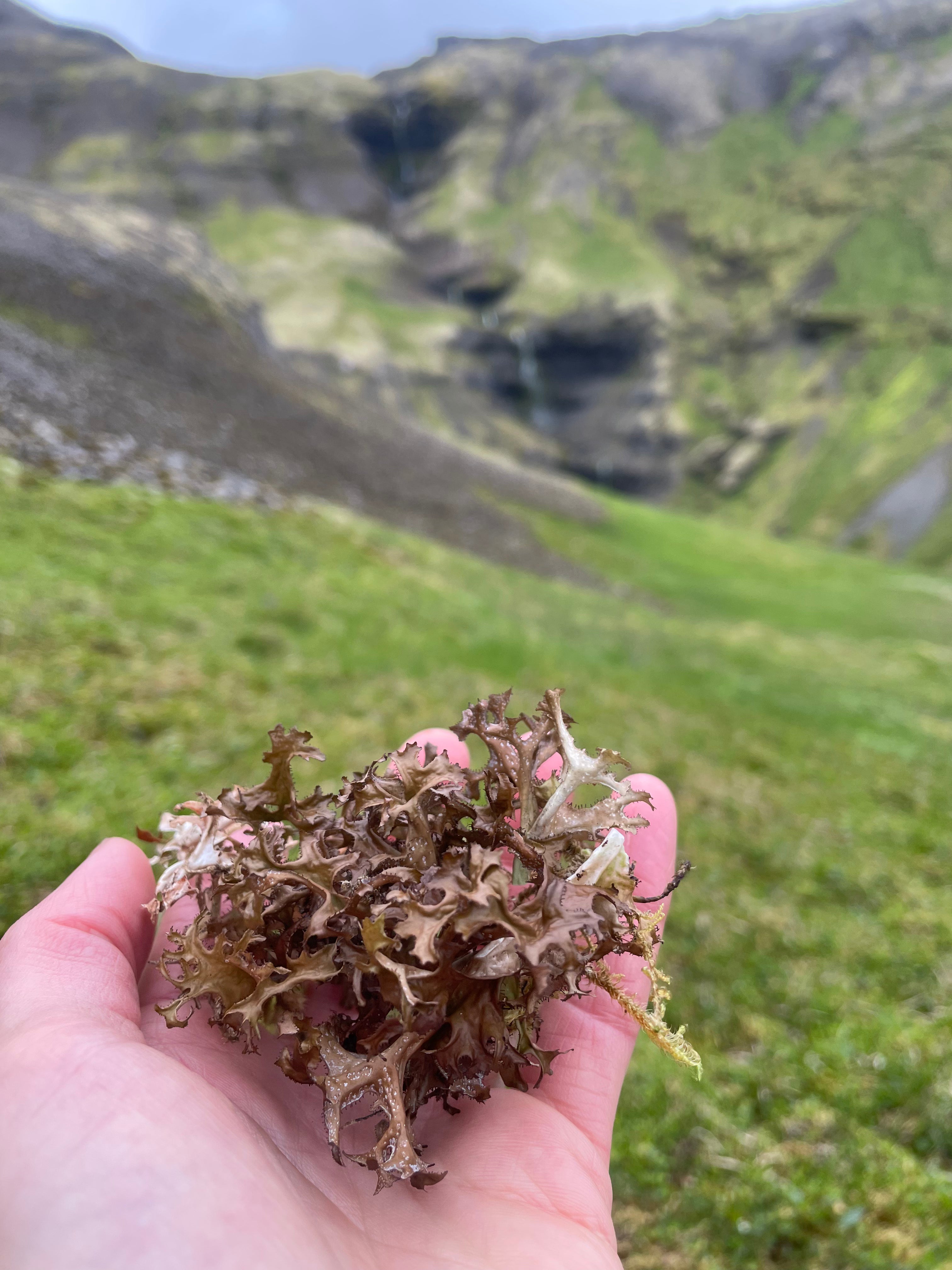 Náttúruleg fegurð: jurtameðferð með mexíkóskum og íslenskum hráefnum
